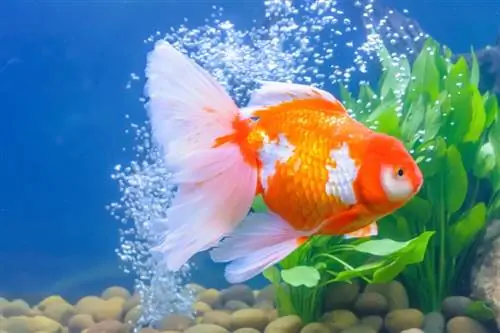 11 raons per les quals hauríeu de tenir un peix daurat a la vostra vida