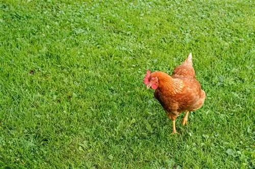 Cinnamon Queen Chicken: slike, informacije, osobine & Vodič za njegu