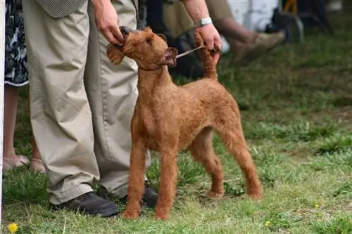 Les expositions canines sont-elles éthiques ? Faits & FAQ