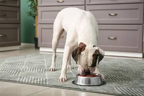 Un chien peut-il manger de la nourriture pour chat ? Faits approuvés par le vétérinaire & FAQ