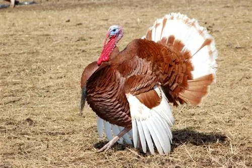 Bourbon Red Turkey: Fakty, použitie, pôvod & Charakteristika (s obrázkami)