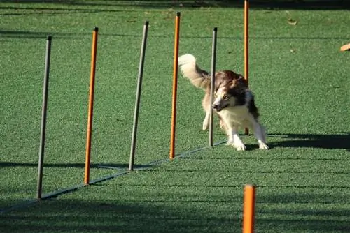 9 DIY načrtov tečajev za pasjo agility, ki jih lahko naredite danes (s slikami)