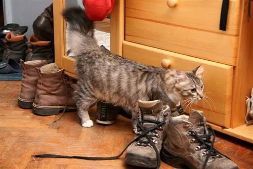 Как найти спрятанную кошачью мочу & Избавиться от запаха: пошаговое руководство