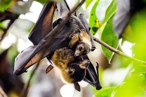 Prečo netopiere vyzerajú ako psy? Veterinár zhodnotil Podobnosti & Vzťah