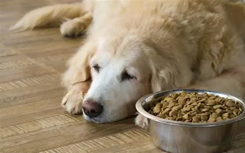 Как долго собака может обходиться без еды? Одобренные ветеринаром факты & Часто задаваемые вопросы