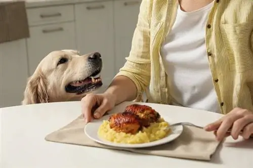 Hur man hindrar en hund från att tigga mat: Veterinär godkänd 8 tips