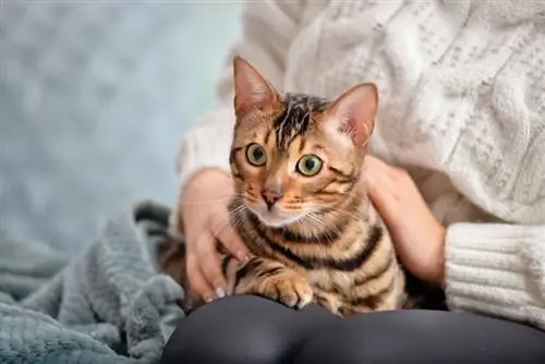 Ali so mačke lahko v zadregi? Dejstva o vedenju mačk, ki jih je odobril veterinar