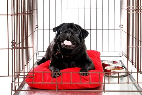 Cómo mantener ocupado a un perro en una jaula: 7 métodos probados