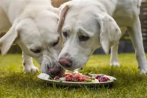 Câtă hrană crudă ar trebui să-mi hrănesc câinele? Diagrama Ghid de Alimentare