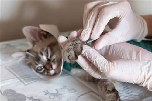 Acupuntura per a gats: fets explicats pel veterinari, preguntes freqüents & Efectes secundaris