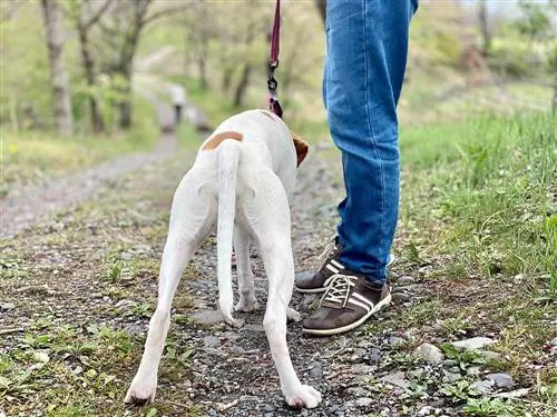 ¿Por qué mi perro me orinó encima? 5 razones revisadas por veterinarios & Cómo detenerlo