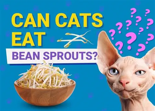 Kan katte spise bønnespirer? Dyrlægeanmeldte fordele & Bekymringer