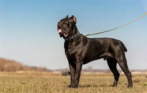 ¿Qué tamaño tienen los cane corsos? (Con tabla de crecimiento de tamaño &)