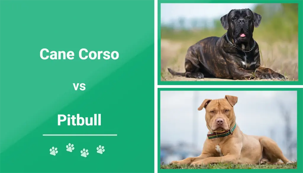 Cane Corso vs Pitbull: Spiegazione delle differenze (con immagini)
