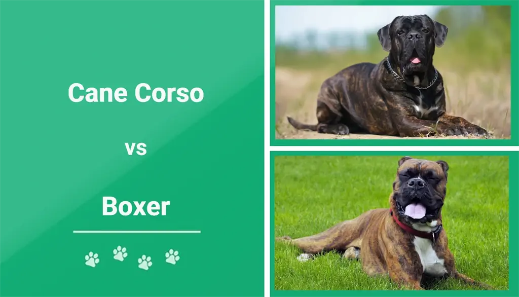 „Cane Corso“prieš „Boxer“: paaiškinti skirtumai (su nuotraukomis)