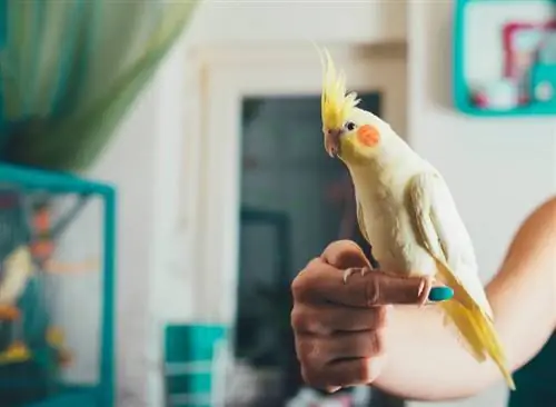 National Pet Bird Day 2023: Quando é & Como é comemorado