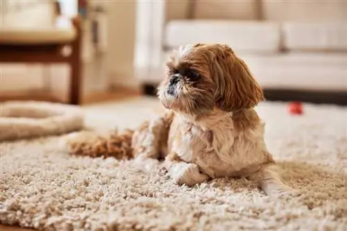 7 Màu sắc và Hoa văn của Shih Tzu (Có Hình ảnh)