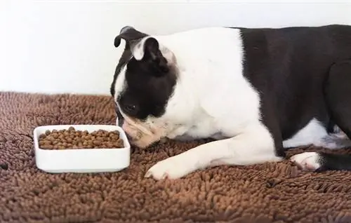 7 raons per les quals els gossos empenyen el menjar amb el nas? Guia aprovada pel veterinari