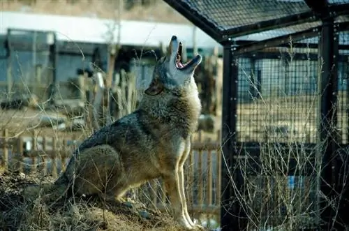 Ang mga Lobo ba ay tumatahol na parang aso? Lobo Vocalization & Kahulugan