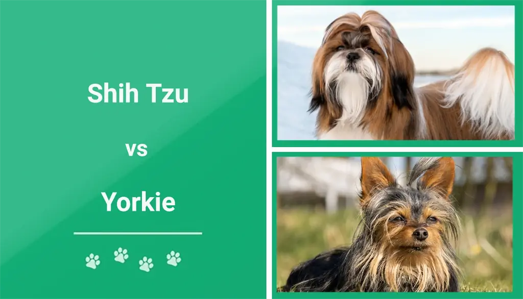 Shih Tzu vs Yorkie: Klíčové rozdíly & podobnosti (s obrázky)