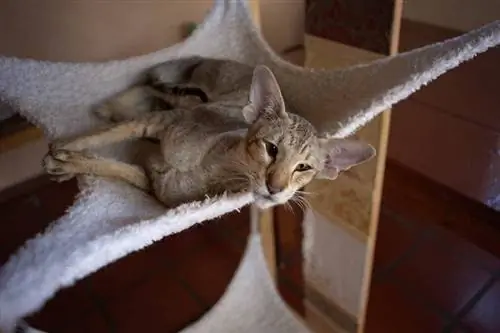 Oriental Shorthair Cat He alth Teeb meem: 16 Kev txhawj xeeb