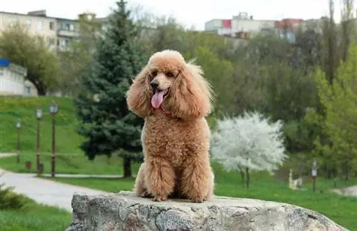 Apricot Poodle: รูปภาพ ข้อมูล การดูแล และอื่นๆ