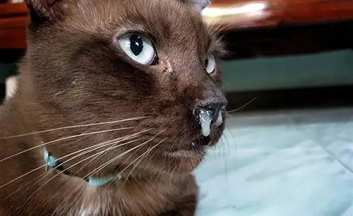 Varför är min katt täppt i näsan? 10 veterinärgranskade skäl