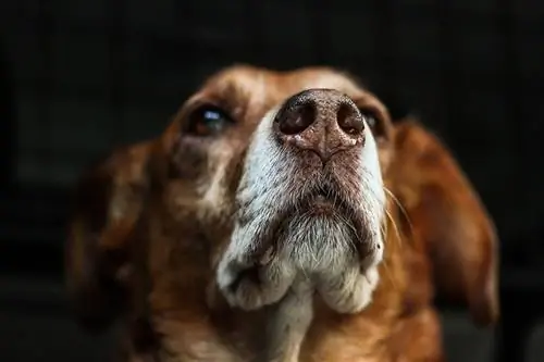 Leéghet egy kutya orra? Állatorvos által jóváhagyott tények & GYIK