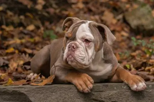 Per a què van ser criats els bulldogs americans? Història & Fets