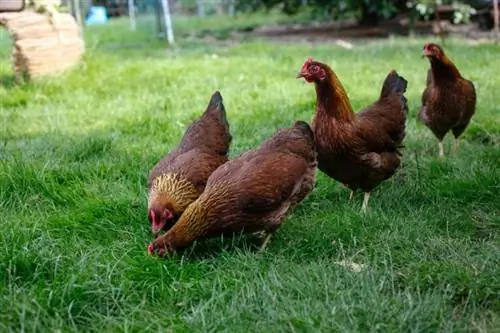 Welsummer Chicken. Pictures, Facts, Uses, & Origins