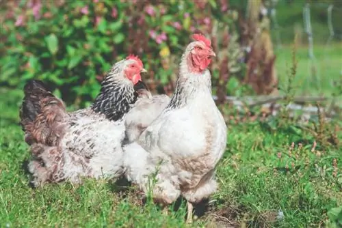 7 plans de balançoires de poulet bricolage que vous pouvez construire aujourd'hui (avec images)