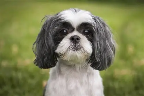 17 raças de cães hipoalergênicos que não soltam pelos (com fotos)