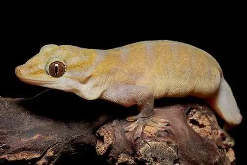 Golden Gecko: hechos, información & Guía de cuidados (con imágenes)