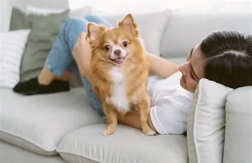 15 cei mai buni câini pentru viața de apartament (cu imagini)