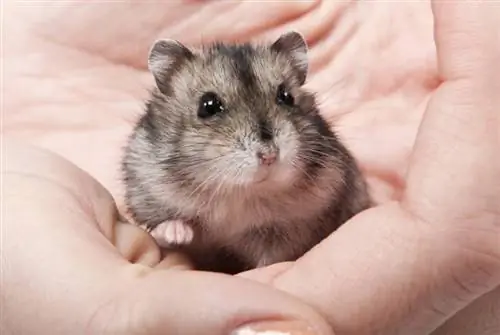 Tunnistavatko hamsterit nimensä? Yllättävä vastaus