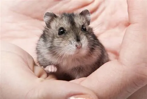 Nakikilala ba ng mga Hamster ang Kanilang Pangalan? Ang Nakakagulat na Sagot