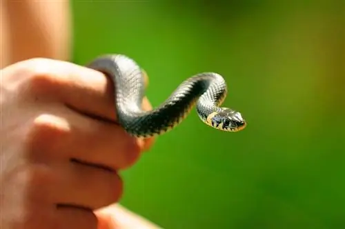 Mögen Schlangen es, Haustiere zu sein? Vom Tierarzt überprüfte Informationen, die Sie wissen müssen