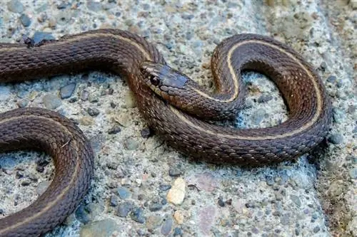 How to Care of a Garter Snake: Care Sheet & Guide 2023