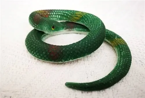 Ar gyvatės yra protingos? Faktai & DUK