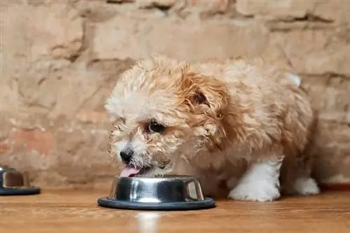 Cele mai bune 10 alimente pentru câini pentru căței M altipoo în 2023 – Recenzii & Cele mai bune alegeri