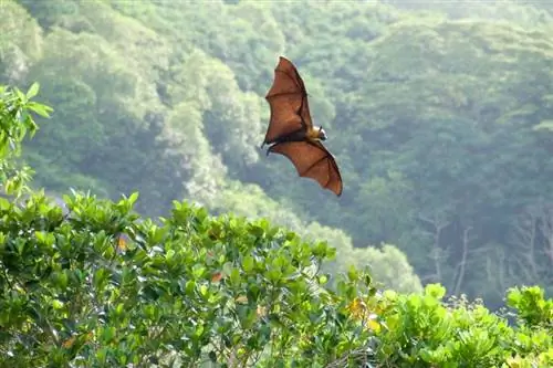 Kas nahkhiired teevad suurepäraseid lemmikloomi? Seadus, eetika & KKK
