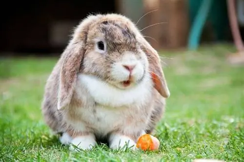 ทำไมกระต่ายถึงมีเหนียง & มันคืออะไร? ข้อเท็จจริง & คำถามที่พบบ่อย