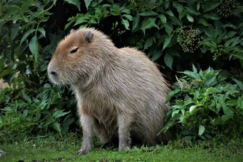 Capybaras có phải là thú cưng tuyệt vời không? Tính hợp pháp, đạo đức & Câu hỏi thường gặp