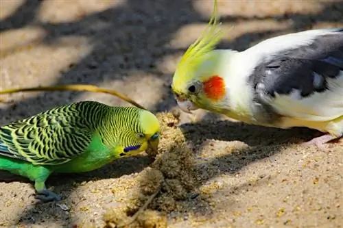Vai cockatiels un budgies var dzīvot kopā vienā būrī? Fakti par putniem & FAQ