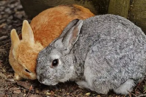 خرگوش ها چقدر باردار هستند؟ دوره های بارداری توضیح داده شده است