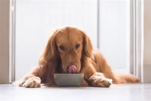 10 Pinakamahusay na Pagkain ng Aso para sa mga Golden Retriever na may Allergy noong 2023 – Mga Review & Mga Nangungunang Pinili