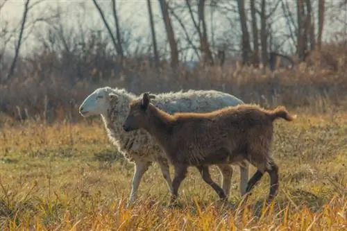 Ali lahko rediš ovce in koze skupaj? Raziskana združljivost