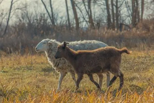 ¿Se pueden criar ovejas y cabras juntas? Compatibilidad explorada