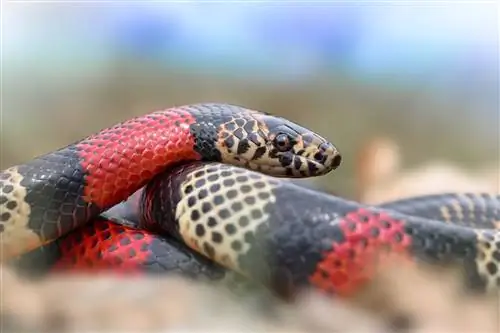 Cách nhận biết một con rắn đang hạnh phúc: 5 dấu hiệu cần tìm