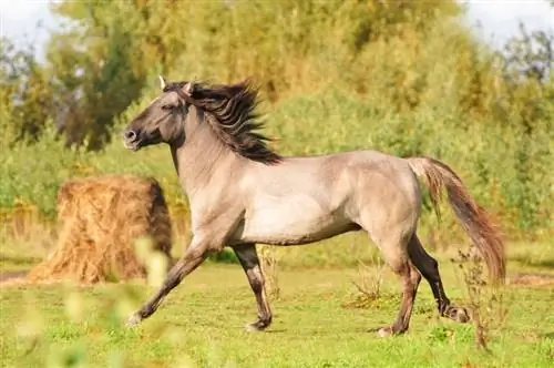 Baškirski kovrčavi konj: informacije, slike, temperament & Osobine